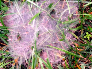 Web creativity by grass spiders in Abilene, KS.
