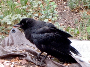 "...quoth the raven Nevermore..." --Edgar Allan Poe.  Go, Ravens!