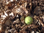 lost tennis ball