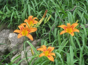 Tiger lilies growing wild. (All photos by Marylin Warner)