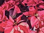 Poinsettias are the December flowers of choice.