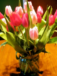 Pink and red tulips ~ a touch of spring in winter. (All photographs by Marylin Warner)