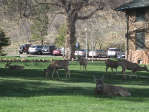 ...and the deer enjoyed grazing in the cool, quiet morning light...