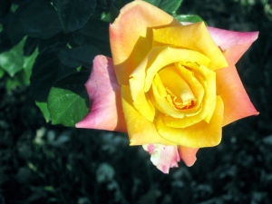 "T's the last rose of summer, Left blooming  alone."  ~ Thomas Moore
