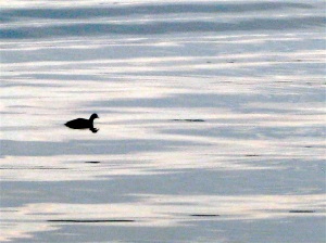 calm duck on water