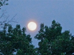 moon between trees