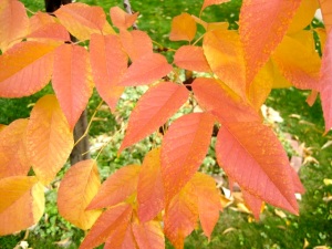 orange autumn leaves