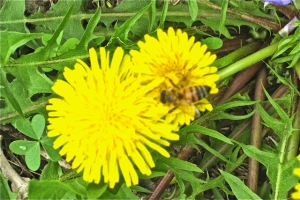More good dandelions for frying, but not with the bee.