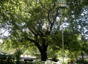birdhouse pole in trees