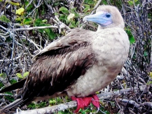 Come on...who doesn't smile at the colors of the Red-Footed Boobie featured on Jeopardy?