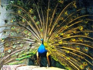 Think like a peacock and decide when to show your brilliance.