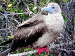 Red-footed Boobie (Jeopardy)