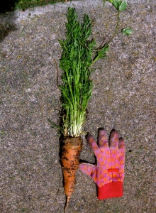 carrot and glove
