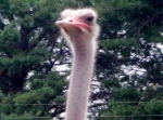 "What'cha lookin' at?" ostrich at Rolling Hills Zoo.