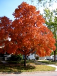 (Early autumn glory in Abilene, Kansas)