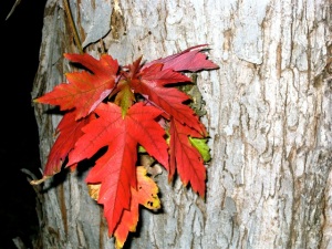 leaves-on-tree-bark