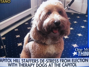 Dogs to the therapy rescue on Capitol Hill (Fox News)