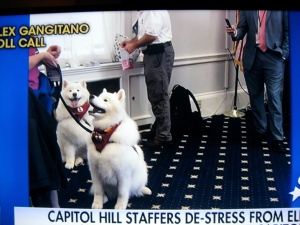 two-dogs-on-capitol-hill